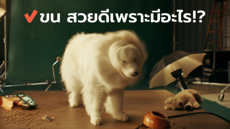 รับมือ “หมาขนร่วง” ช่วงหน้าร้อน พร้อมเคล็ดลับฟื้นฟูขนสวยจากภายในสู่ภายนอก