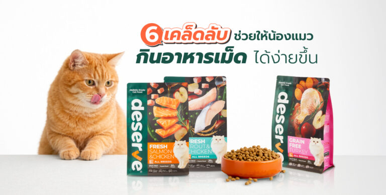 6 เคล็ดลับช่วยให้น้องแมวกินอาหารเม็ดได้ง่ายขึ้น