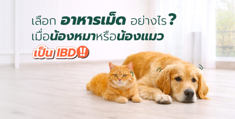 รู้จักโรค IBD ในสุนัขและแมว